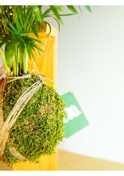 Areka Palmiyesi Kokedama, Areca Dypsis Lutescens Kokedama. modelleri