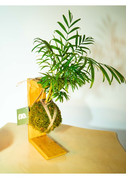 Areka Palmiyesi Kokedama, Areca Dypsis Lutescens Kokedama. fırsatları
