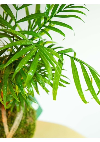 Areka Palmiyesi Kokedama, Areca Dypsis Lutescens Kokedama. indirimleri
