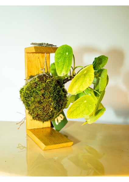 Pilea Peperomioides Kokedama, Çin Para Çiçeği Kokedama.