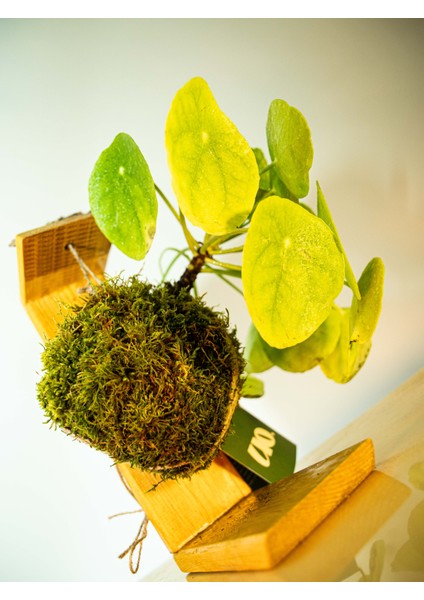 Pilea Peperomioides Kokedama, Çin Para Çiçeği Kokedama. fiyatları