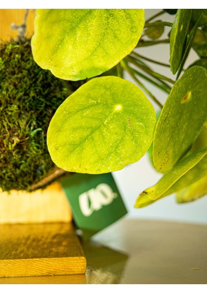 Pilea Peperomioides Kokedama, Çin Para Çiçeği Kokedama. modelleri