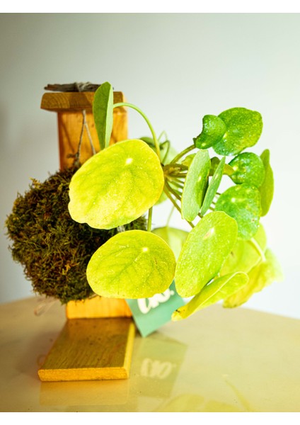 Pilea Peperomioides Kokedama, Çin Para Çiçeği Kokedama. fırsatları