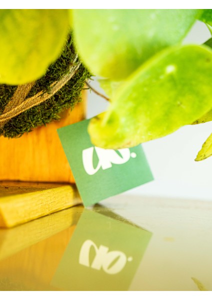 Pilea Peperomioides Kokedama, Çin Para Çiçeği Kokedama. indirimleri