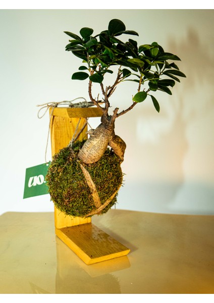Bonsai Kokedama.