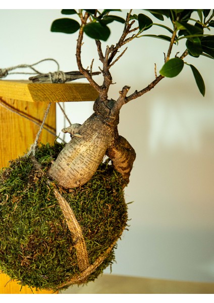 Bonsai Kokedama.