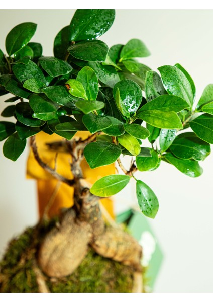 Bonsai Kokedama.