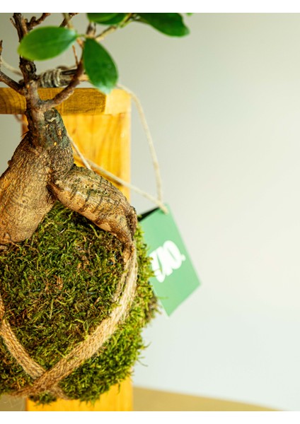 Bonsai Kokedama.