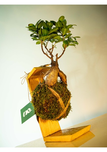 Bonsai Kokedama.