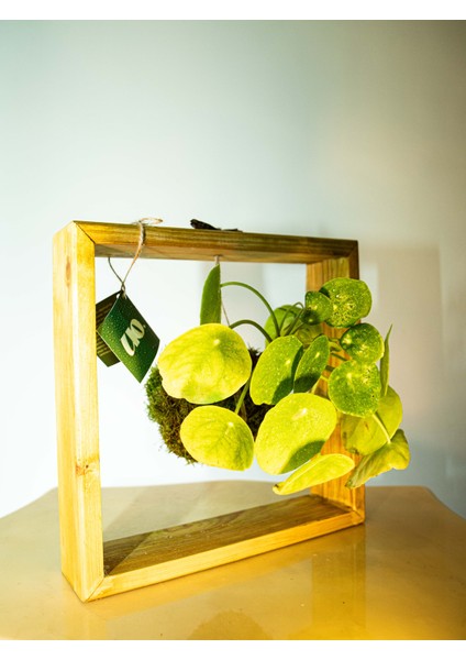 Pilea Peperomioides Kokedama, Çin Para Çiçeği Kokedama.