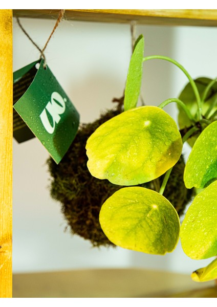 Pilea Peperomioides Kokedama, Çin Para Çiçeği Kokedama. fiyatları