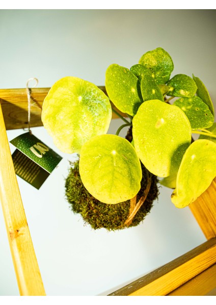 Pilea Peperomioides Kokedama, Çin Para Çiçeği Kokedama. modelleri