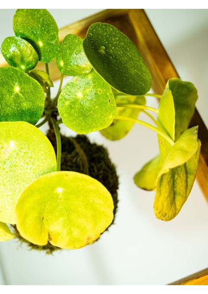 Pilea Peperomioides Kokedama, Çin Para Çiçeği Kokedama. fırsatları