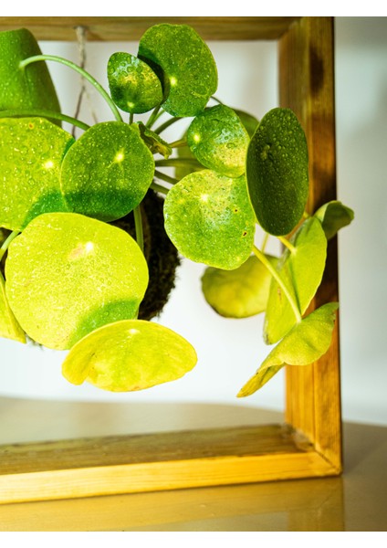 Pilea Peperomioides Kokedama, Çin Para Çiçeği Kokedama. indirimleri