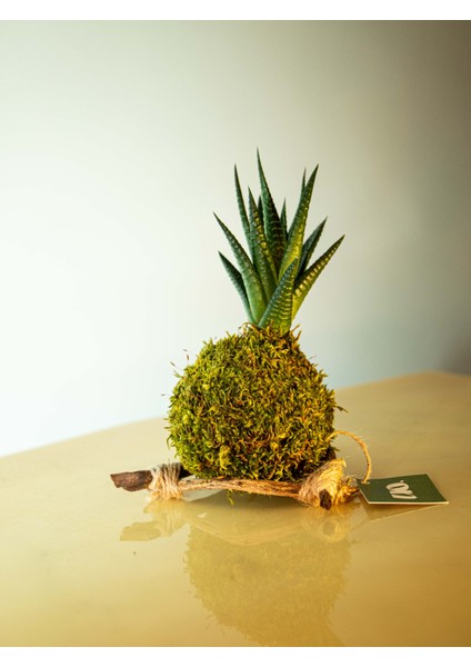 Haworthia Fasciata Kokedema