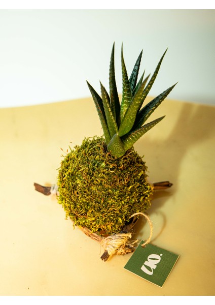 Haworthia Fasciata Kokedema fiyatları