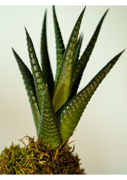 Haworthia Fasciata Kokedema modelleri