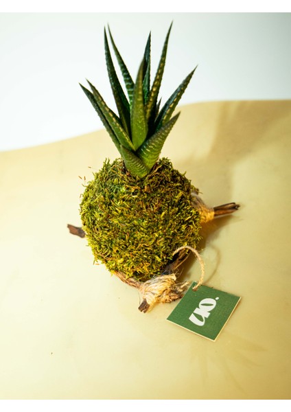 Haworthia Fasciata Kokedema fırsatları