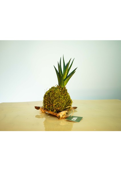 Haworthia Fasciata Kokedema indirimleri