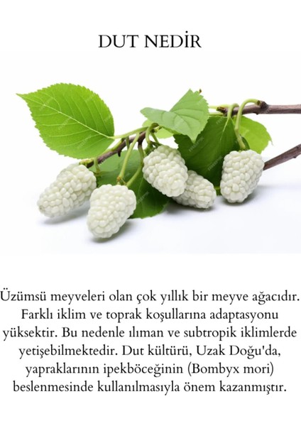 Doğal Şeker İlavesiz Dut Pekmezi 800 gr fırsatları