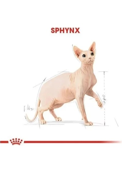 Tüysüz Sphynx Cinsi Yetişkin Kedi Maması 2 kg