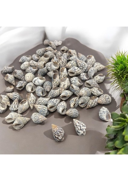 Nassarıus Gaudıossus Gerçek Deniz Kabuğu 1-2,5 cm Uzunlukta (100 Adet)