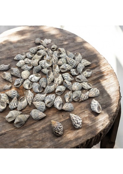Nassarıus Gaudıossus Gerçek Deniz Kabuğu 1-2,5 cm Uzunlukta (100 Adet)