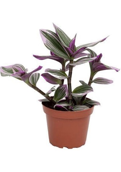 Telgraf Çiçeği Fidanı Pembe Yeşil Beyaz Saksılı Zebrina 10-20 cm