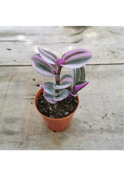 Telgraf Çiçeği Fidanı Pembe Yeşil Beyaz Saksılı Zebrina 10-20 cm fiyatları