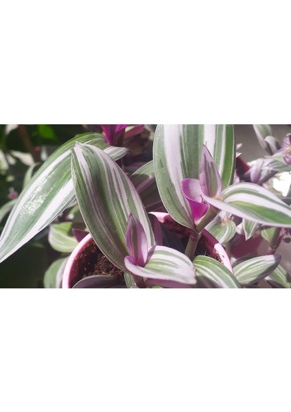 Telgraf Çiçeği Fidanı Pembe Yeşil Beyaz Saksılı Zebrina 10-20 cm modelleri