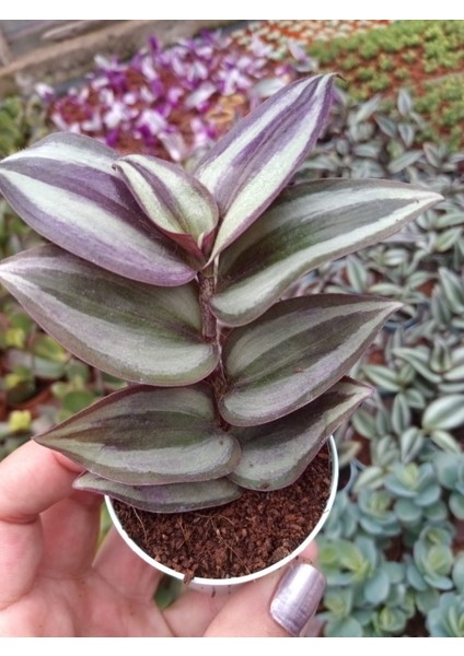 Telgraf Çiçeği Fidanı Pembe Yeşil Beyaz Saksılı Zebrina 10-20 cm indirimleri