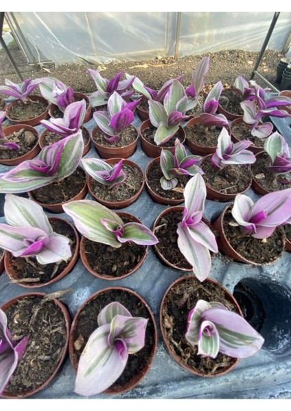 Telgraf Çiçeği Fidanı Pembe Yeşil Beyaz Saksılı 10-20 cm