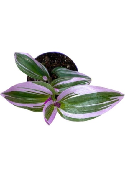 Tradescantia Nanouk Pembe Telgraf Çiçeği Fidanı Damat Pijaması