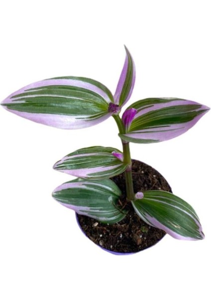 Tradescantia Nanouk Pembe Telgraf Çiçeği Fidanı Damat Pijaması