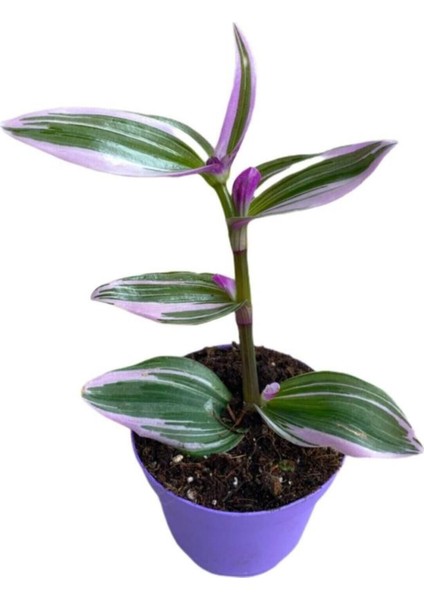 Tradescantia Nanouk Pembe Telgraf Çiçeği Fidanı Damat Pijaması