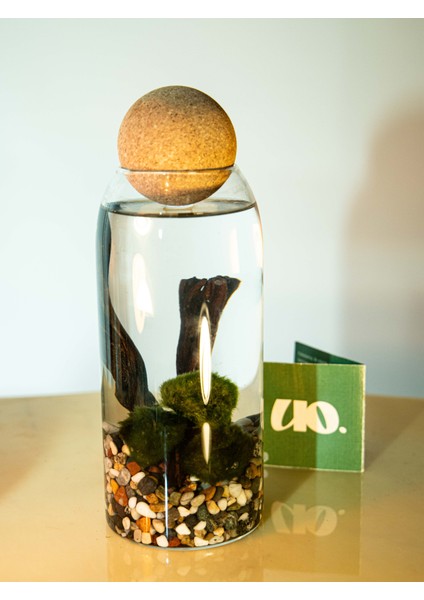 Marimo Moss Balls, Yosun Topu;