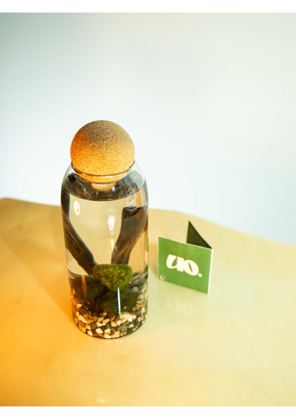 Marimo Moss Balls, Yosun Topu; fiyatları