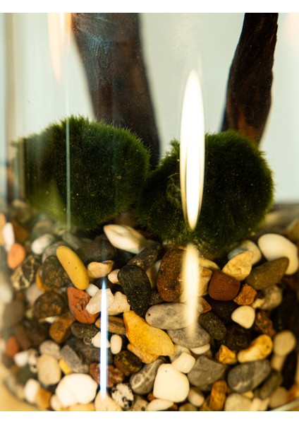 Marimo Moss Balls, Yosun Topu; modelleri