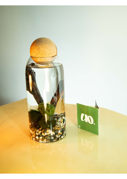 Marimo Moss Balls, Yosun Topu; fırsatları