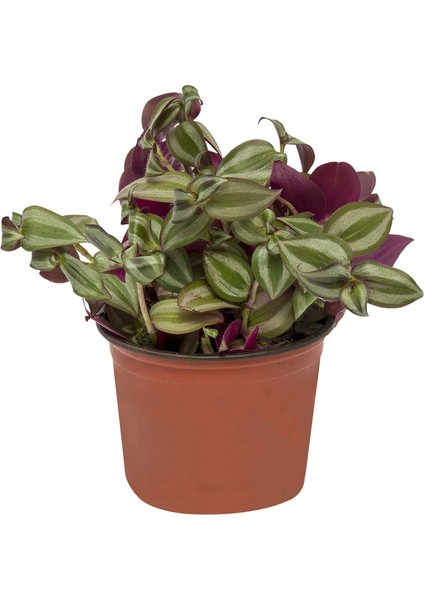 Telgraf Çiçeği (Tradescantia)