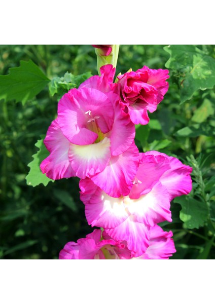 Pembe Mis Kokulu Glayöl Soğanı fırsatları