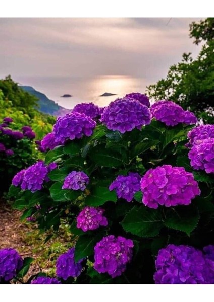 Mor Ortanca Çiçeği Fidanı 10-20 cm