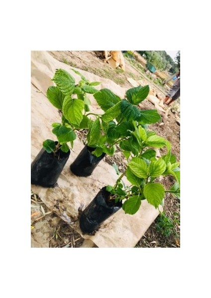 Mor Ortanca Çiçeği Fidanı 10-20 cm fiyatları