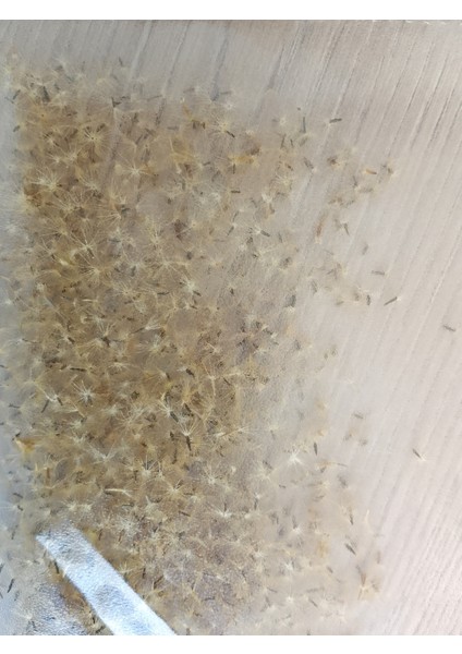 Şeker Otu Tohumu Stevia 100 Adet