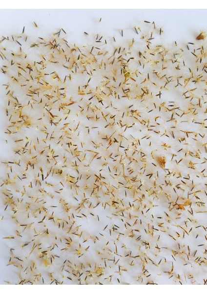 Şeker Otu Tohumu Stevia 100 Adet