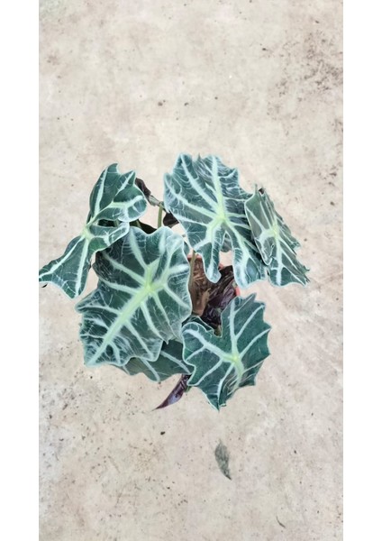 Alocasia Fil Kulağı 30-40 cm Ofis Salon Ev Bitkisi