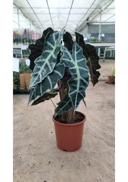 Alocasia Fil Kulağı 30-40 cm Ofis Salon Ev Bitkisi