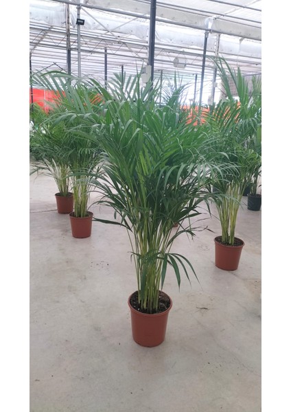 Areca Palmiyesi 130-150 cm Ev Ofis Salon Bitkisi