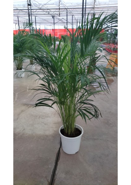 Areca Palmiyesi 130-150 cm Ev Ofis Salon Bitkisi fiyatları