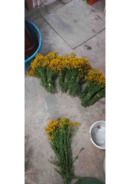 Kantoron Yağı fiyatları